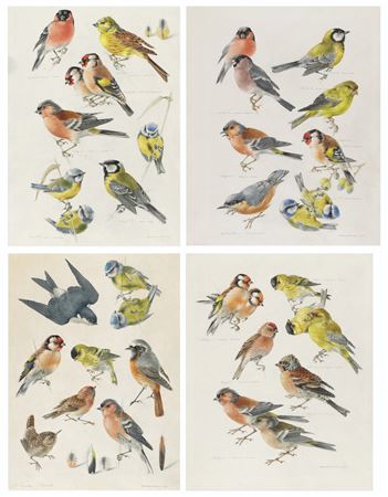 Five sheets of studies of garden birds: Blue tit, bullfinch, yellowhammer, goldfinch, chaffinch and great tit; Chaffinch, redpoll, goldfinch, siskin, greenfinch, and brantling; Redpoll, siskin and blue tit; Goldfinch, house martin, blue tit, chaffinch (5) by Mildred E Eldridge - Auction record, sale price, and art valuation. Compare with similar artists and explore comparable artworks.