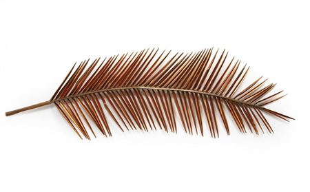 "Palm Fronds" (2) by Mario Villa - Auction record, sale price, and art valuation. Compare with similar artists and explore comparable artworks.