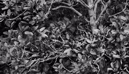 Artwork by Sebastiao Salgado