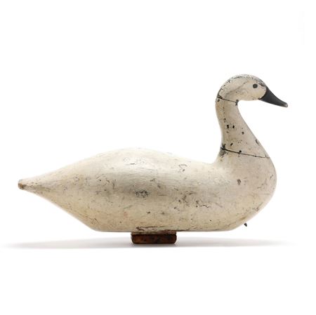 Swan