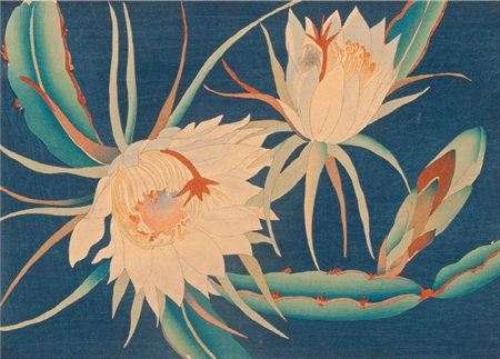 Night Blooming Cereus