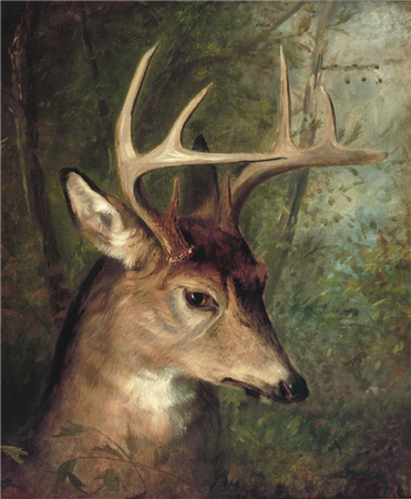 "Safe in the Forest"