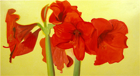Amaryllis 7