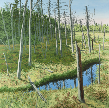 Marsh Shadow