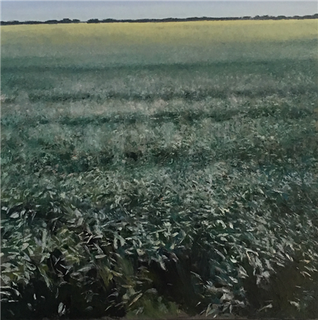 Young Wheat