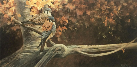 Serene Setting - American Kestral