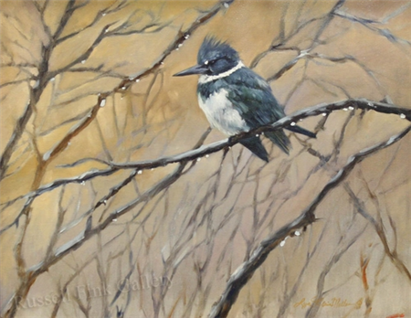 BELTED KINGFISHER