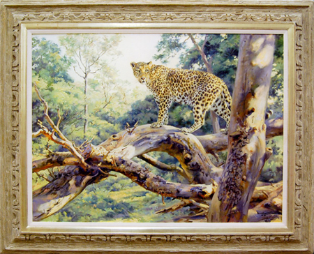 Lookout - Leopard