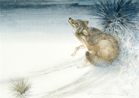 Coyote Nocturne