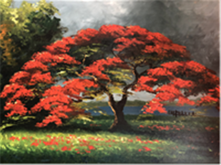 Royal Poinciana