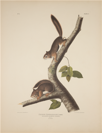 John James Laforest Audubon (1785 - 1851)