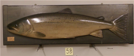 Atlantic Salmon Fish Model by P.D. Malloch, Life size