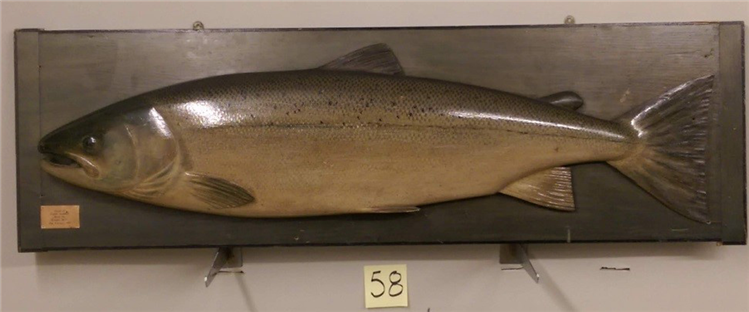 Atlantic Salmon Fish Model by P.D. Malloch, Life size