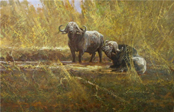"Water Buffalo"