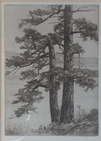 Island Firs