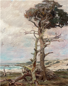 Monterey Cypress
