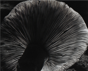 Mushroom 1931