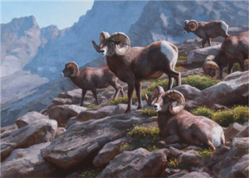 Bighorn Habits - Image 1 of 2