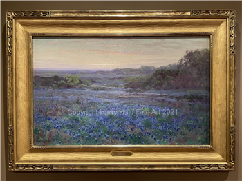 Bluebonnets in the Morning