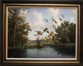 LEVELING  OFF  PINTAILS