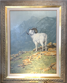 Dall Sheep