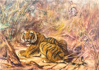 Tiger Hunting - Image 1 of 4