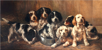 Setter Puppies