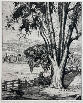 Big Elm - Image 1 of 2