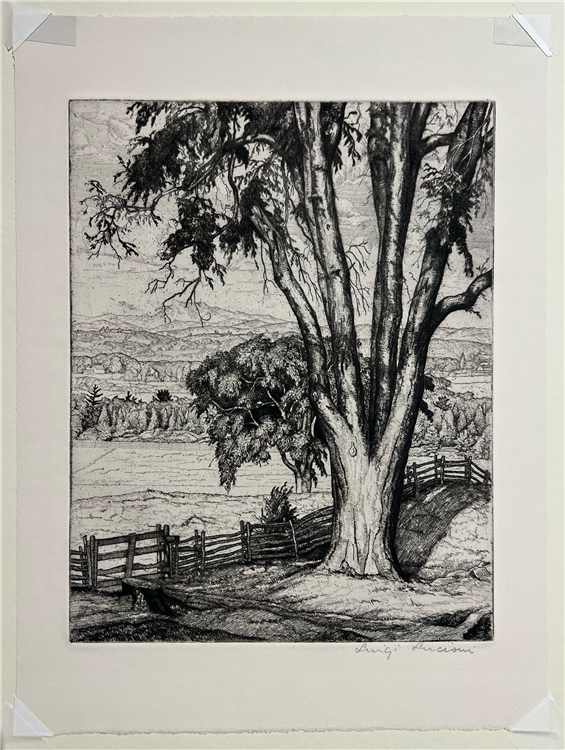 Big Elm - Image 2 of 2