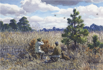 Dove Shooting