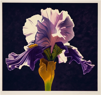 Purple Iris - Image 1 of 2