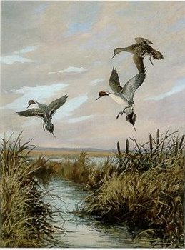 Tri (Pintails)