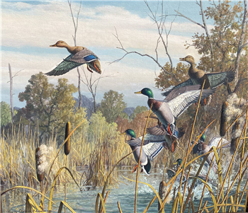 Startled Mallards