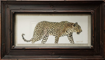 Passing Leopard