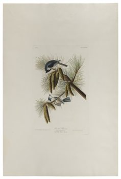John James Laforest Audubon biographical photo