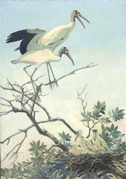 Wood Storks