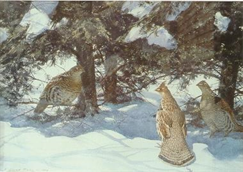 Grouse in Snow
