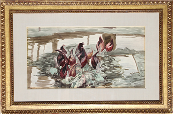 Study for Skunk Cabbage