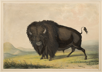 Buffalo Bull, Grazing