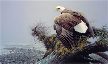 Vantage Point