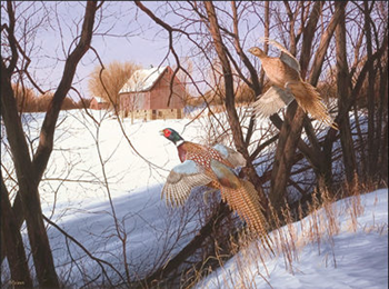 Leaving Shelter Behind, Midwest Pheasants