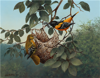 Building the Nest