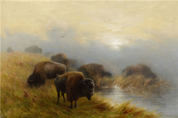Grazing Buffalo 1905