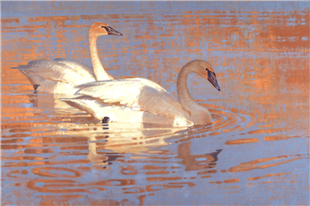 Reflections on a Small Pond