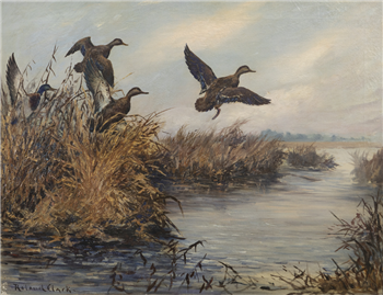 Three Black Ducks and a Mallard