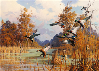 Autumn Sorcery - Mallards
