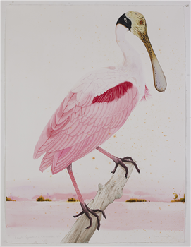 roseate spoonbill