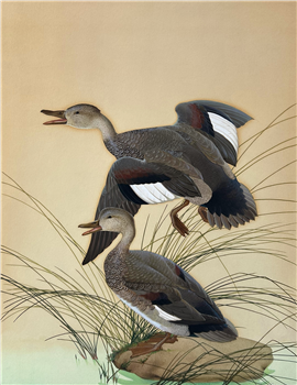 Chaulelasmus Streperus, Gadwell, Immature