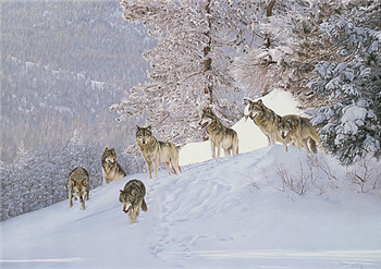 Wolf Pack