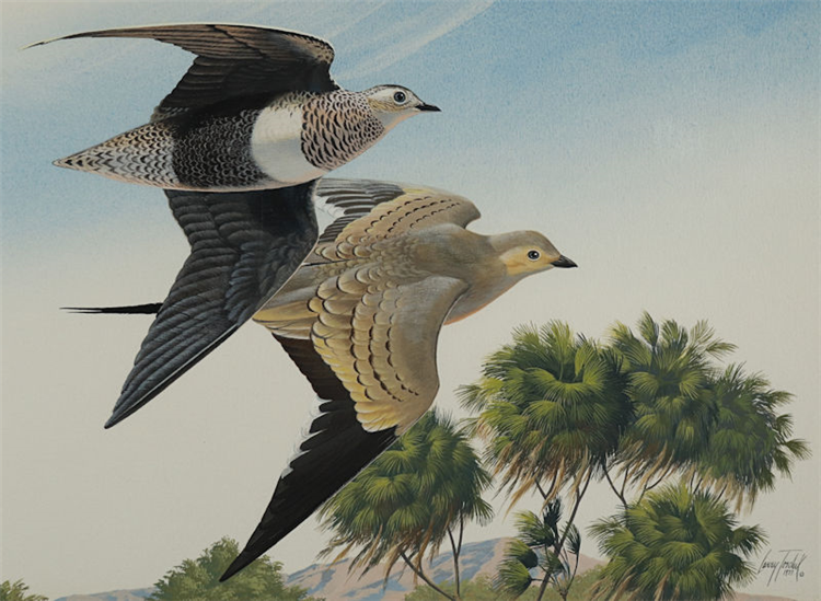Sand Grouse of the Galano - Image 2 of 4